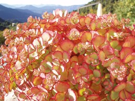 Al-Marnich: Natur
