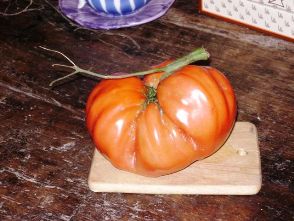 Pomodoro gigante - Big Tomato - Un Grand Tomate