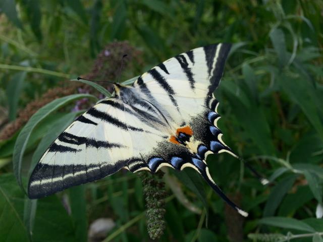 Eine auffllige und seltene Schmetterling