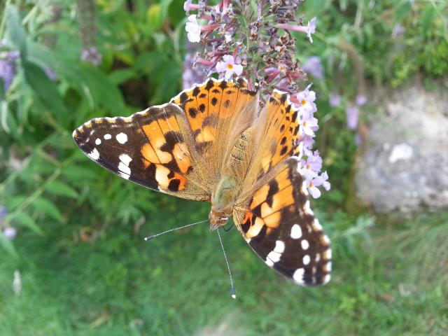 Una Bellissima Farfalla Monarca
