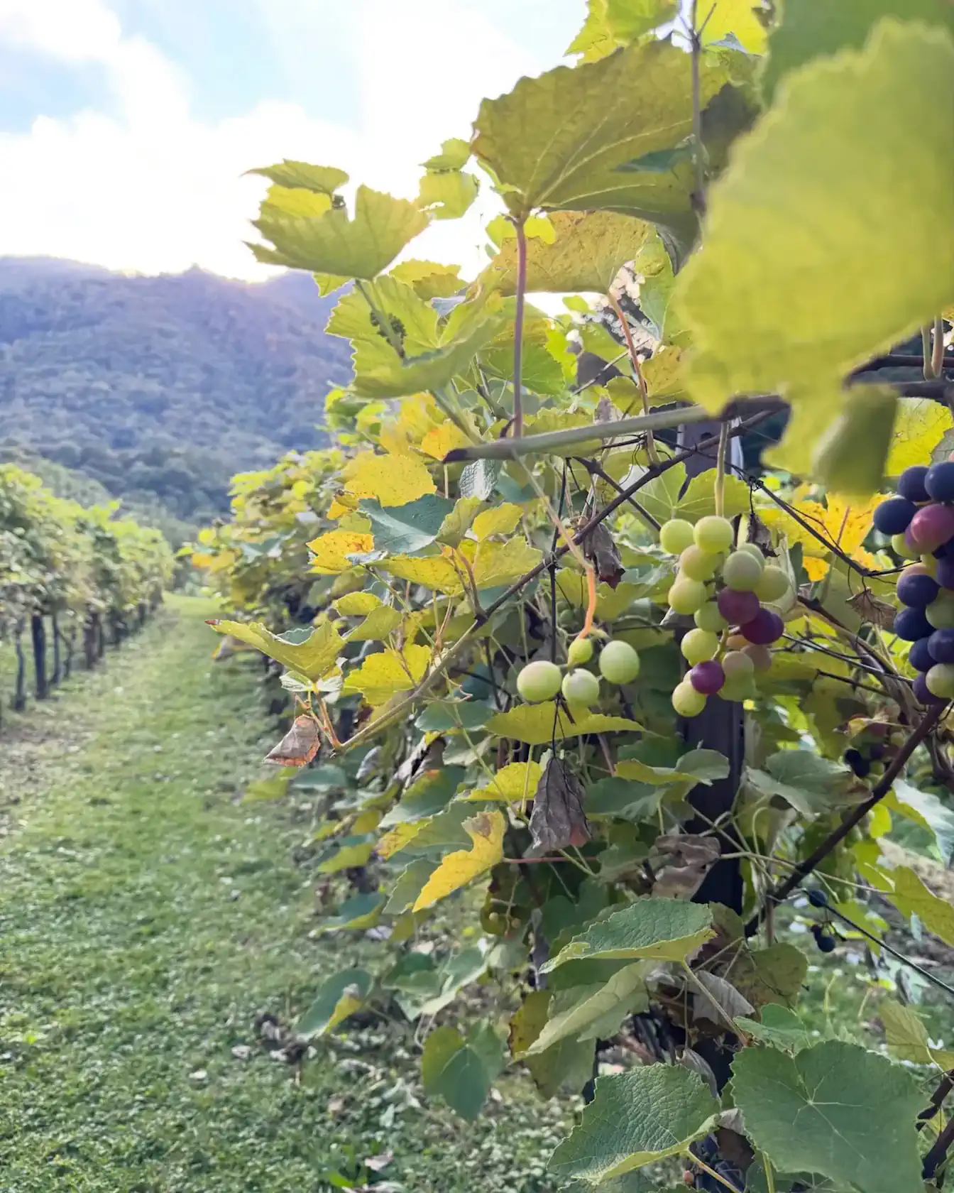 Il vigneto di Al-Marnich con grappoli d’uva Il vigneto di Al-Marnich con grappoli d’uva