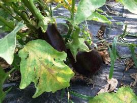 Le Melanzane dell'Orto - Verger Aubergines - Eggplant from the Garden