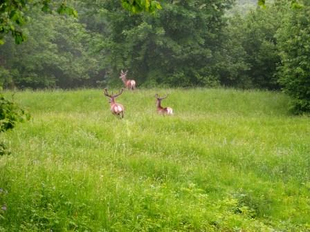 3 Bellissimi Cervi